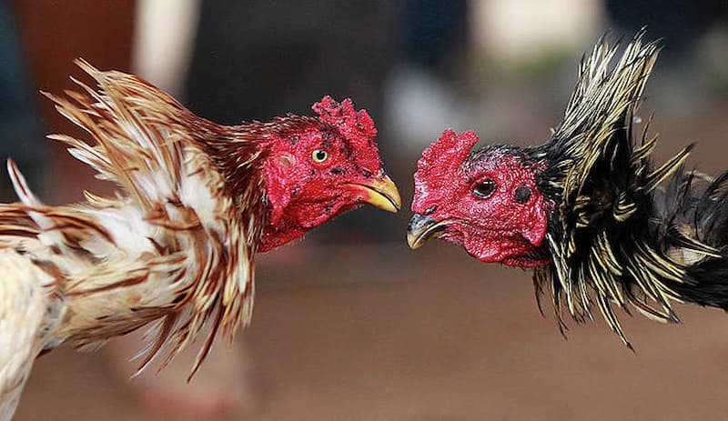 สำรวจแบรนด์เดิมพันไก่ชน UFAC4