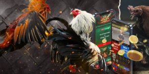 ประเภทการเดิมพันที่โดดเด่นที่สนามชนไก่ UFAC4