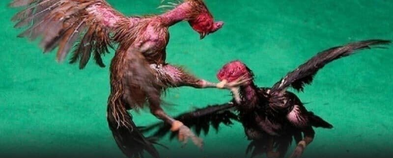 ห้องเดิมพันไก่ชนที่ได้รับความนิยมสูงสุดที่ UFAC4